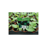 Garland Plant Label, white labels 10 pcs.